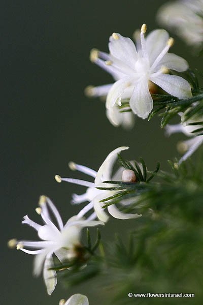 Asparagus setaceus, Asparagus plumosus, Ferny Asparagus, Climbing Asparagus Fern, Hebrew: אספרג מנוצה, Arabic: سبرجس ناعم 