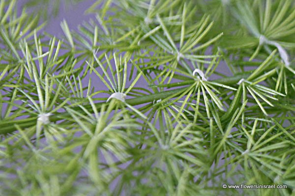 Asparagus setaceus, Asparagus plumosus, Ferny Asparagus, Climbing Asparagus Fern, Hebrew: אספרג מנוצה, Arabic: سبرجس ناعم 