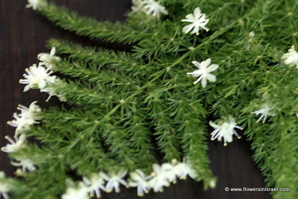 Asparagus plumosus (Asparagus Fern)