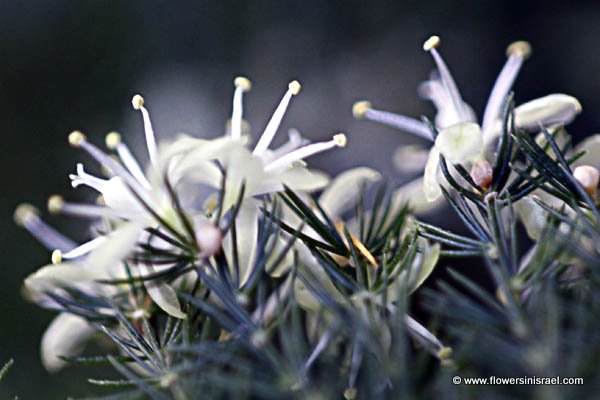 Flora of Israel online, Native plants, Palestine