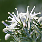 Asparagus setaceus, Flowers, Israel