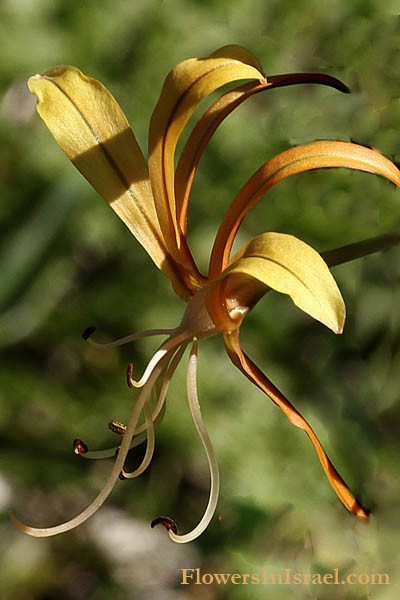 Asphodeline lutea, King's Spear, Yellow asphodel, Jacob's rod,עיריוני צהוב