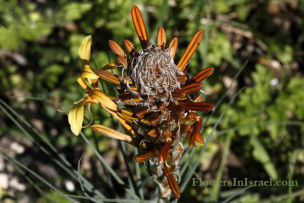 Asphodeline lutea, King's Spear, Yellow asphodel, Jacob's rod, عطعاط , عيصلان البرتفالي , ابو صوي ,עיריוני צהוב