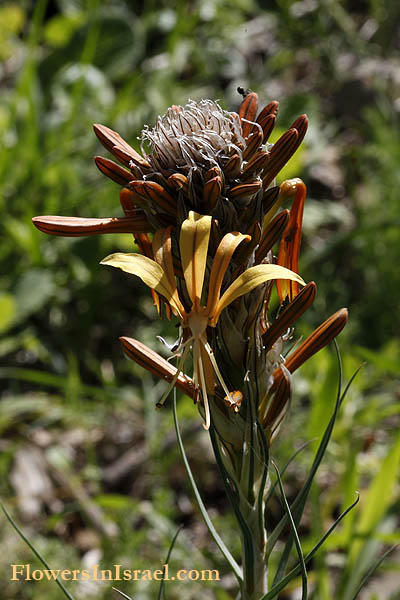 Asphodeline lutea, King's Spear, Yellow asphodel, Jacob's rod,עיריוני צהוב