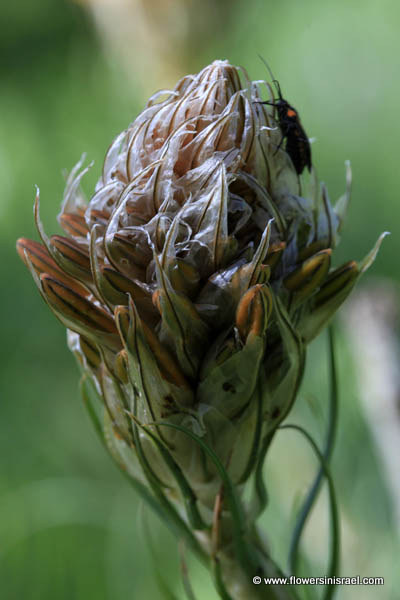 Flora of Israel online, Native plants, Palestine