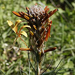 Asphodeline lutea, Flowers, Israel