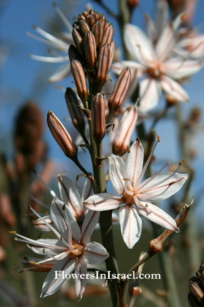 Fleurs sauvages, Wildblumen, Fiori, флоры, Flores Silvestres