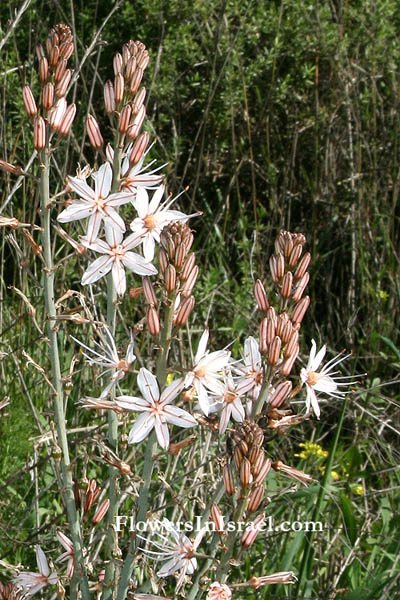 Asphodelus aestivus,Asphodelus ramosus,Asphodelus microcarpus, Common Asphodel, עירית גדולה