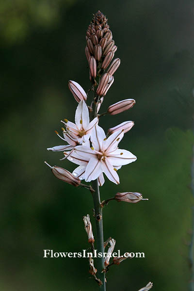 Israel, Botany, Travel, Wildflowers, Nature