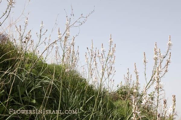 Asphodelus aestivus,Asphodelus ramosus,Asphodelus microcarpus, Common Asphodel, עירית גדולה