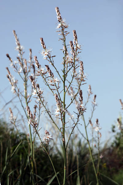 Vilda blommor i Israel