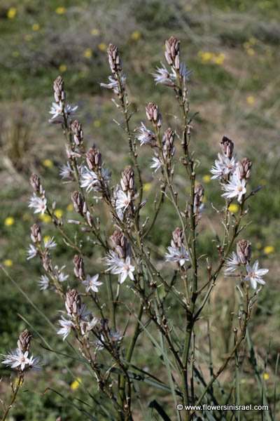 Flora of Israel online, Native plants, Palestine