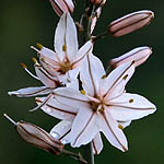 Asphodelus aestivus, Flora, Israel, wild flowers