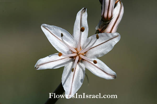 Fleurs sauvages, Wildblumen, Fiori, флоры, Flores Silvestres