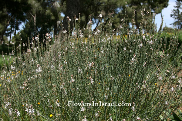 Fleurs sauvages, Wildblumen, Fiori, флоры, Flores Silvestres