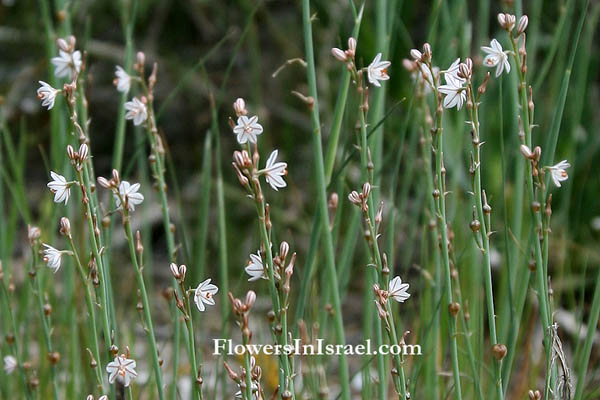 Asphodelus tenuifolius, Narrow-leaved Asphodel, עירית צרת-עלים, البروَق نحيف الأوراق