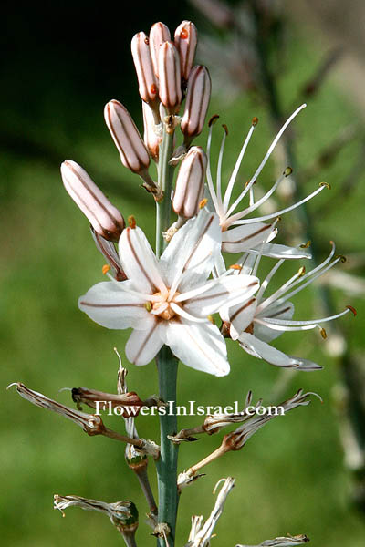 Israel, Wildflowers, Travel, Nature, Pictures