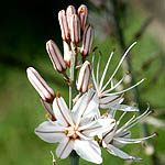 Asphodelus tenuifolius, Flora, Israel, wild flowers