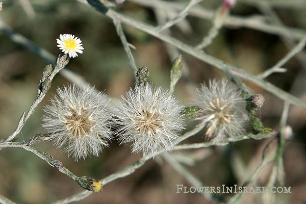 Aster subulatus, Symphyotrichum subulatum, Annual Saltmarsh Aster, אסתר מרצעני