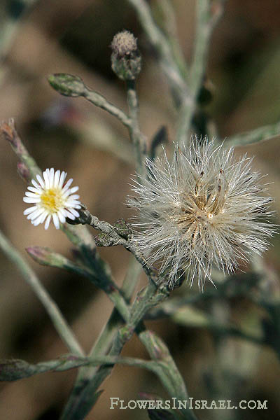 Israel, Nature, Travel, Wildflowers, Pictures