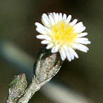 Aster subulatus, Annual Saltmarsh Aster, אסתר מרצעני