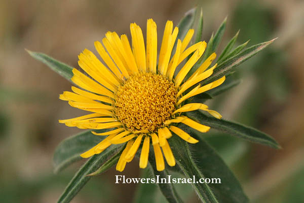 Fleurs sauvages, Wildblumen, Fiori, флоры, Flores Silvestres