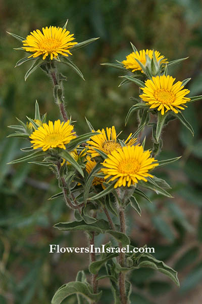 Asteriscus spinosus, Pallenis spinosa, Spiny Starwort, מוצית קוצנית, نجمة مريم