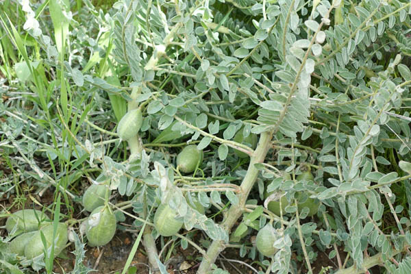 Astragalus aleppicus, Astragalus feinbruniae,  Astragalus galilaeus, Astragalus gileadensis, Astragalus postii, Aleppo milk-vetch,القتاد الحلبي , קדד פיינברון