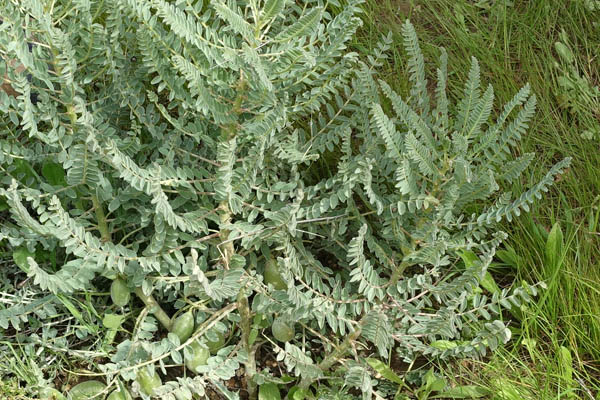 Astragalus aleppicus, Astragalus feinbruniae,  Astragalus galilaeus, Astragalus gileadensis, Astragalus postii, Aleppo milk-vetch, קדד פיינברון