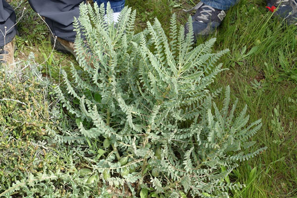 Astragalus aleppicus, Astragalus feinbruniae,  Astragalus galilaeus, Astragalus gileadensis, Astragalus postii, Aleppo milk-vetch, קדד פיינברון