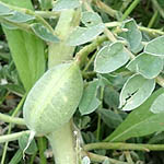 Astragalus aleppicus, Astragalus feinbruniae, Aleppo milk-vetch, קדד פיינברון, القتاد الحلبي