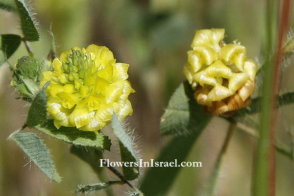 Astragalus boeticus, Yellow Milk Vetch, Swedish coffee, Triangular-podded milkvetch, קדד ספרדי ,القتاد البيوتي