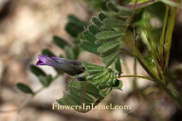 Fleurs sauvages, Wildblumen, Fiori, флоры, Flores Silvestres