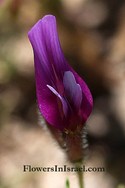 Astragalus callichrous,Violet milk-vetch, קדד יפה