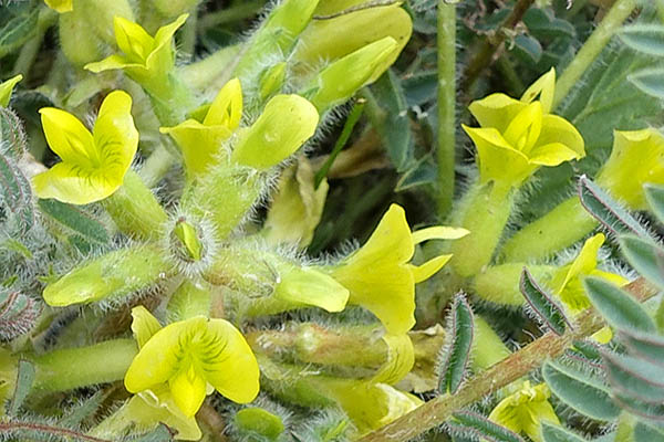 Astragalus caprinus, Astragalus platyraphis, Astragalus alexandrinus,Astragalus beershabensis, Beer Sheva milk-vetch, קדד באר שבע , القتاد الماعزي