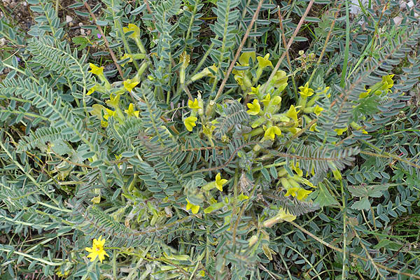 Astragalus caprinus, Astragalus platyraphis, Astragalus alexandrinus,Astragalus beershabensis, Beer Sheva milk-vetch, קדד באר שבע , القتاد الماعزي