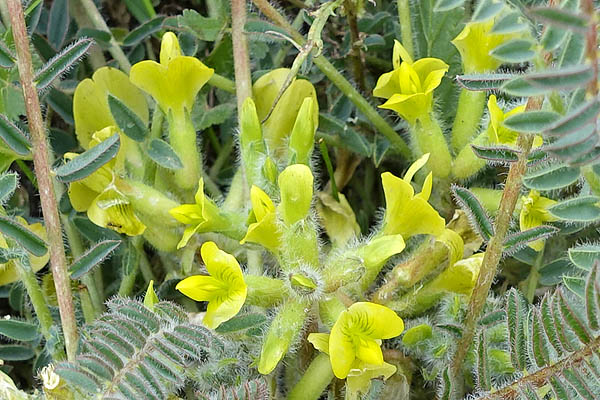 Astragalus caprinus, Astragalus platyraphis, Astragalus alexandrinus,Astragalus beershabensis, Beer Sheva milk-vetch, קדד באר שבע , القتاد الماعزي