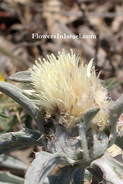 Vilda blommor i Israel: Atractylis carduus,Atractylis flava, Yellow Distaff-thistle, חורשף צהוב