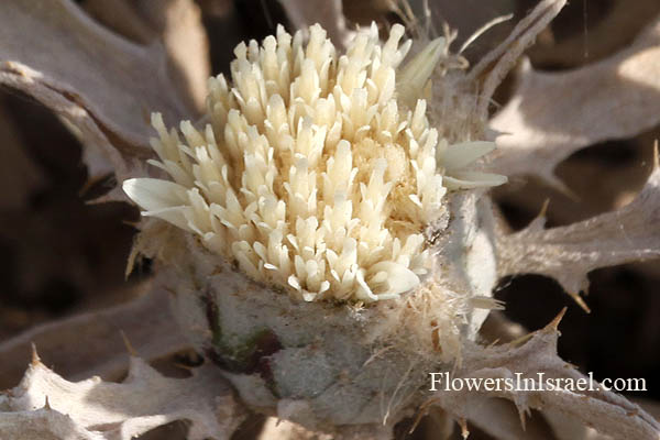 Fleurs sauvages, Wildblumen, Fiori, флоры, Flores Silvestres