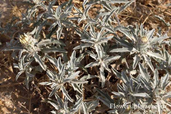 Israel Flowers: Atractylis carduus,Atractylis flava, Yellow Distaff-thistle, חורשף צהוב