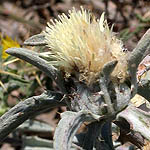 Atractylis carduus, Israel, Yellow Flowers