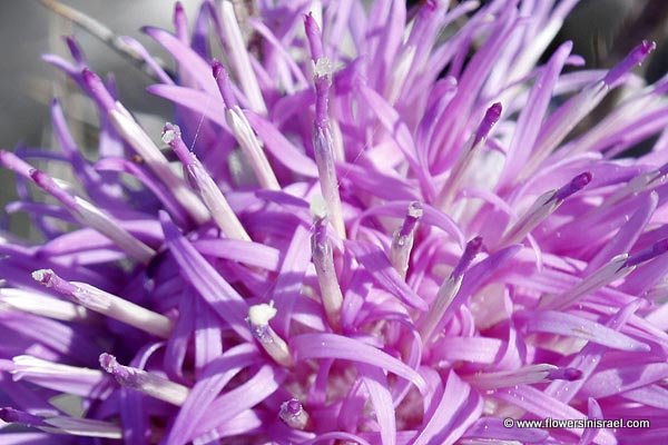 Flowers of Israel