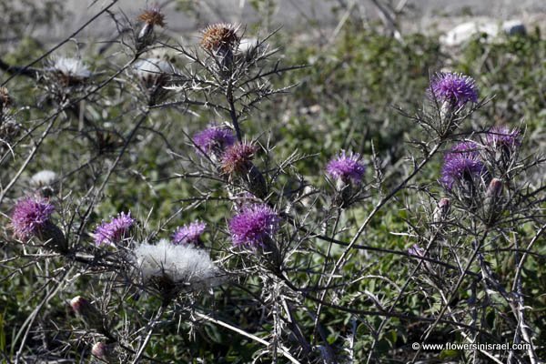 Atractylis comosa, Feinbrunia speciosa, Beautiful Distaff-thistle, חורשף מצויץ