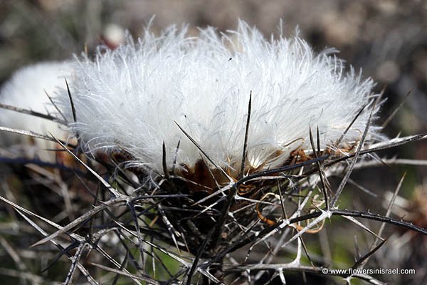 Israel, Travel, Nature, Wildflowers