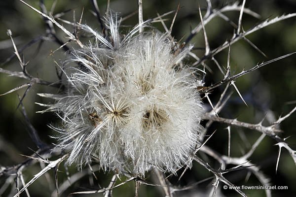 Atractylis comosa, Feinbrunia speciosa, Beautiful Distaff-thistle, חורשף מצויץ