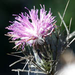 Atractylis comosa, Feinbrunia speciosa, Beautiful Distaff-thistle, חורשף מצויץ, Israel, Purple Flowers