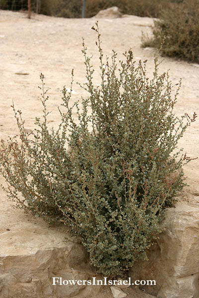 Atriplex halimus, Shrubby Saltbush,Melde, מלוח קיפח . قطف، رغل