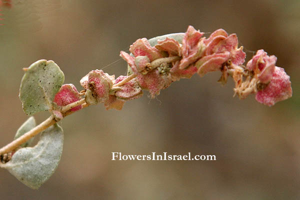 Atriplex halimus, Shrubby Saltbush,Melde, מלוח קיפח . قطف، رغل