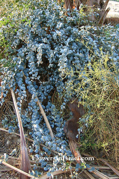 Atriplex halimus, Shrubby Saltbush, מלוח קיפח