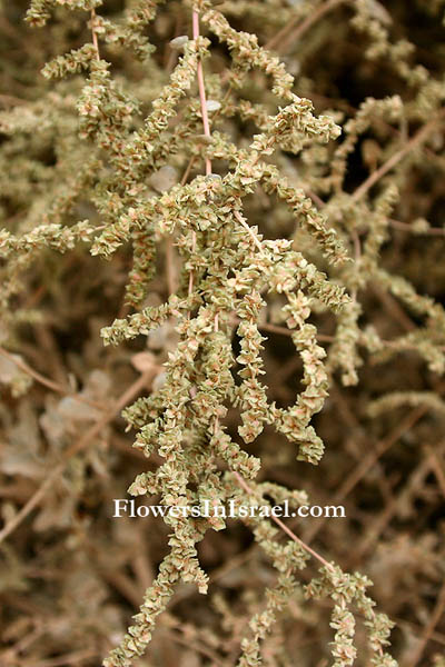 Vilda blommor i Israel